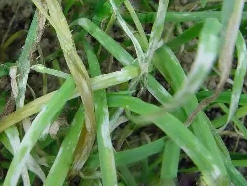 垂盆草病害防治要点