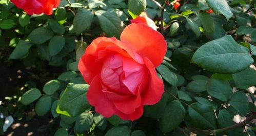 月季花修剪，长势壮、开花多的秘诀大公开！