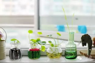 那养护水培植物有啥简单易学的小妙招没？