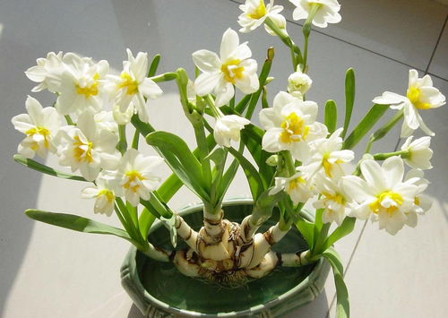 水仙花常见虫害有哪些及如何有效消灭它们