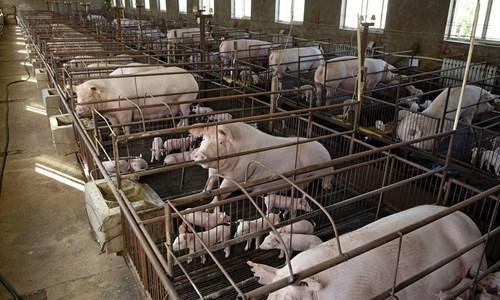 猪场药物滥用，九大原因致浪费