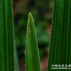 白点型, 听起来怪怪的