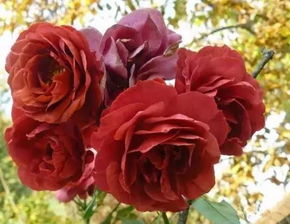 华南耐湿热月季的种植心得