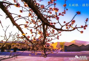 乌鲁木齐市花红杏花有什么美丽传说和象征意义