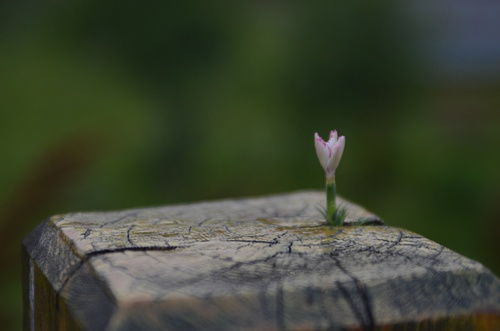 石头缝里的奇迹