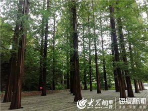 树种选择：犹如选娃儿般重要