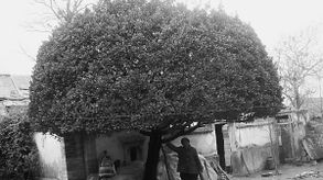 冬青树一窝嫩栽多少棵？