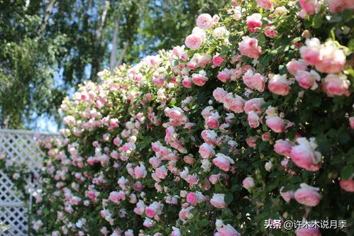 藤本月季黑星病：了解与防治