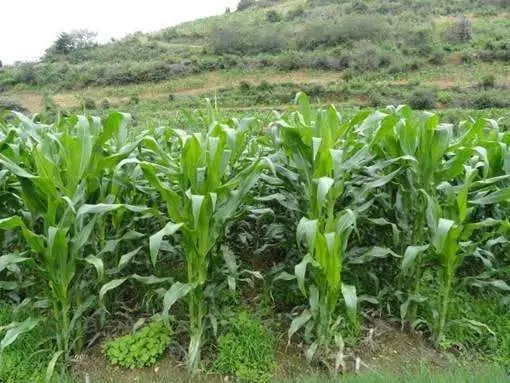 实验后来啊：丙环唑对玉米大斑病的防治效果