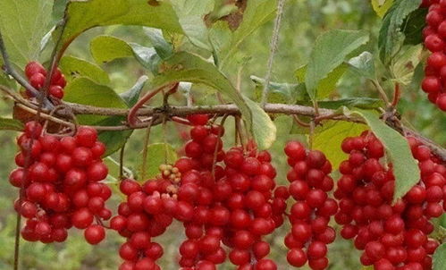 春天的脚步：五味子发芽的秘密时光