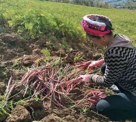内蒙古沙漠中的特殊植物
