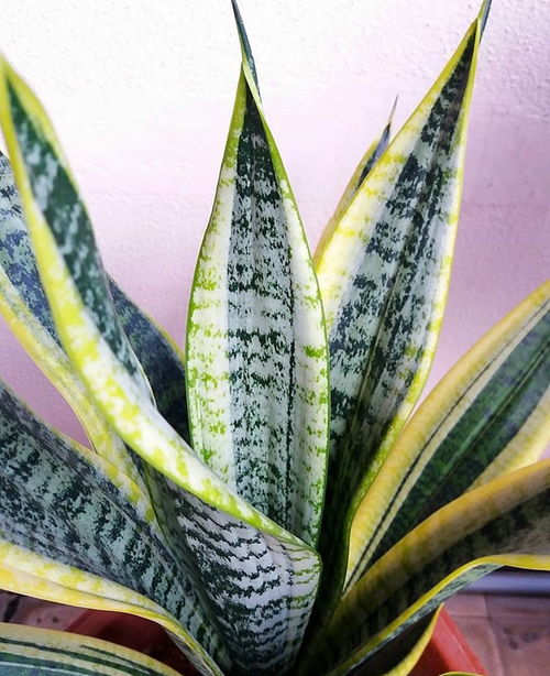 虎皮兰：卧室的守护神