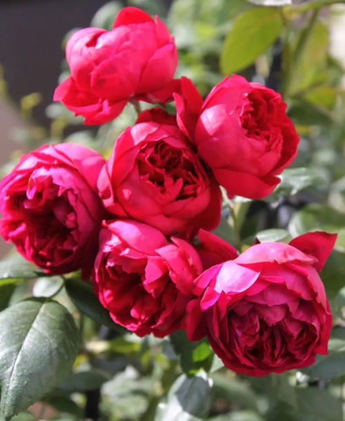 粉色达芬奇， 花瓣多而厚，花型忒别