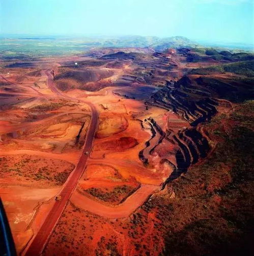 血泪教训：河北某铁矿盲目引种南方竹柳