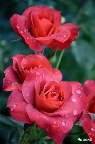 酸碱度：讲究微酸，刚刚好