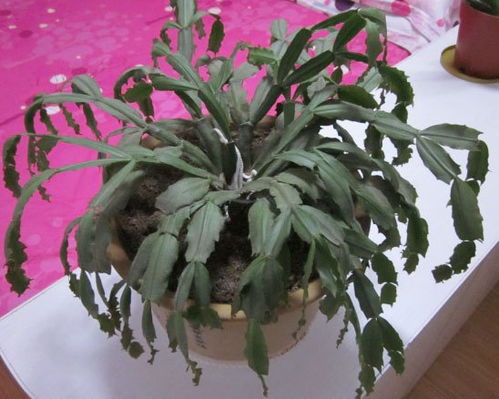 红掌花枯萎了怎么办？家养红掌花有哪些技巧可以避免