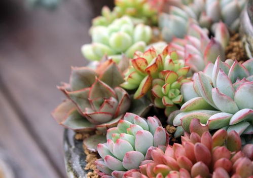 第一步：等果实熟透啦