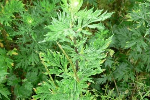 用途广泛：美化环境，净化空气