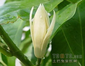 栀子花香白兰花香，哪种更适合你家阳台