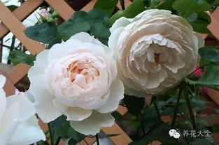 先说说这花儿的花期吧，长不长呢？