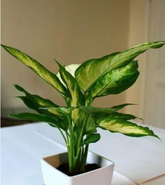 沿阶草的养殖方法