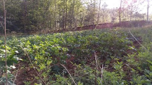 南北方的树木选择