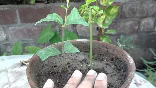 桅子花土扦插方法是什么？一般需要几天才能生根成功