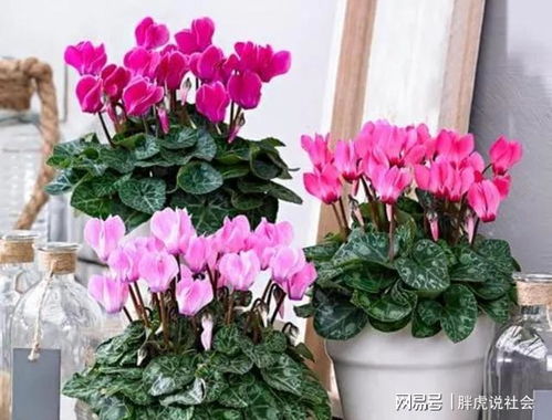 健康品种与种植