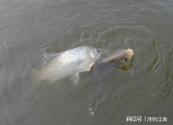 春季钓鲫鱼底窝配方大全，介绍春季钓鲫鱼底窝制作方法