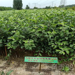 个人心得与购买经验分享