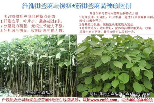种植牧草，省时又高产，真的可行吗？