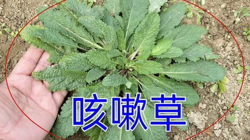 抗压品种， 比施肥管用多了