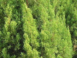 寻找塔柏苗木基地附近的优质柏树苗， 这些地方值得一去