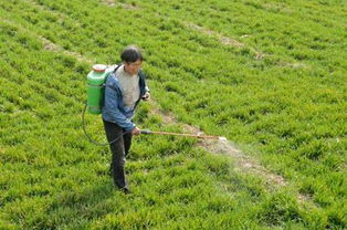 洋葱种植：乙草胺的“地盘”