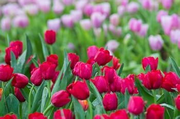 梗多药用花卉的介绍