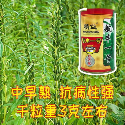 诚信184玉米品种，高产抗病