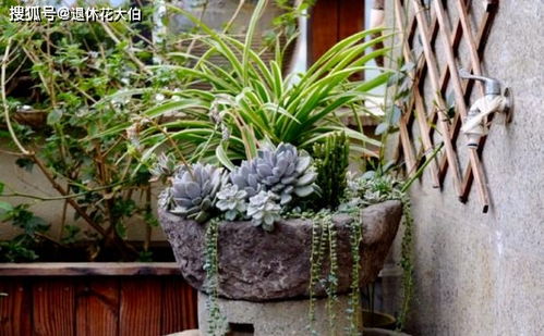 冬季室外花草如何防寒保暖？如何让它们安全度过寒冷季节