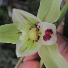 百合花：种球选好， 开花才美