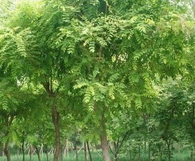 国槐绿化苗木价格，不同规格价格差异大吗？