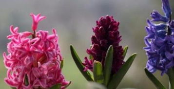 花朵生长，环境因素