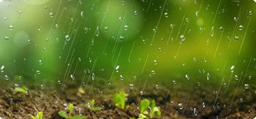 如何保护畜牧幼苗免受雨水侵害？