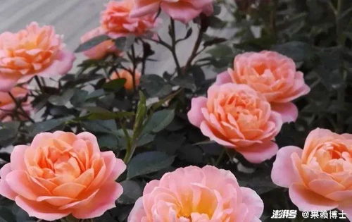 那些年的月季情：奥斯汀玫瑰的回忆