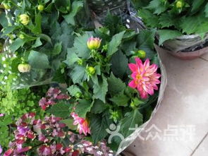 苗圃老把式赵叔的秘诀：根系检测、 花苞玄机、药锦识别