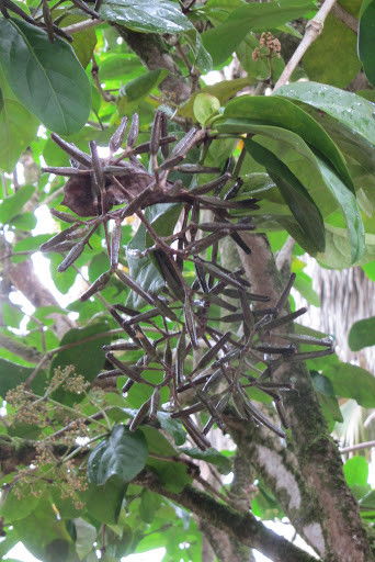 动物传播：樱桃、苹果的甜蜜使者