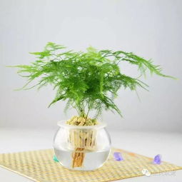 文竹水培烂根怎么办？如何挽救