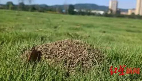铺地狼尾草：生态宝库