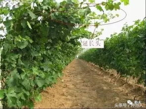 葡萄种植技术哪家强？手把手教你种出好葡萄