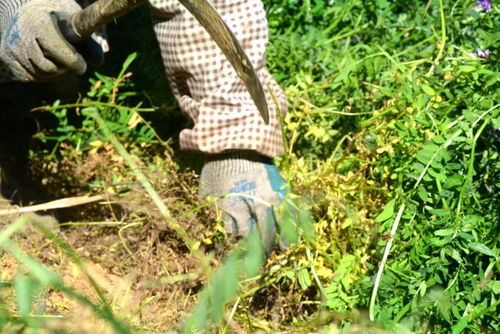 收割留多高合适？