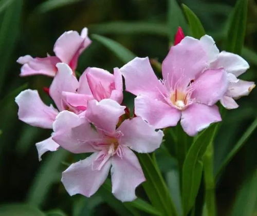 夹竹桃：似梦幻仙子