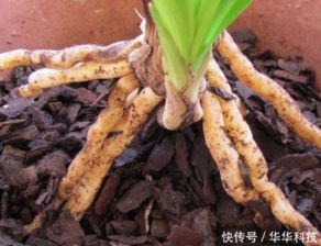 第二招：施肥有讲究